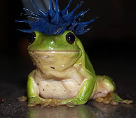 frogwithhair.jpg