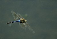 No oír ni el vuelo de una mosca