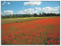poppies in flanders fields