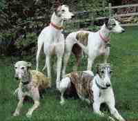 greyhounds