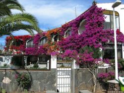 Gran canaria paseo de canaria