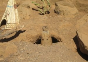 Lanzarote-prairiedog