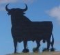 San Fermin - bull