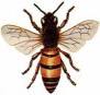 Abeja