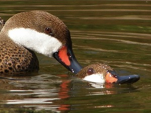 argentinian-vampire-ducks.jpg