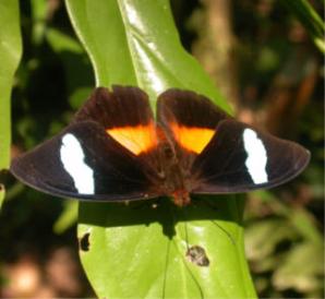 Bolivian-Butterfly.jpg