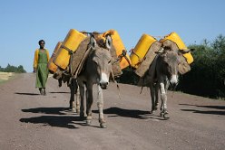 donkey-working-hard.jpg