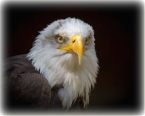 eagle-bird-bald-eagle.jpg