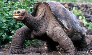 ecuador-galapagos-lonesome-george.jpg