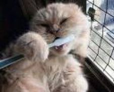 fed-up-to-the-back-teeth.jpg