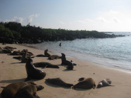 galapagos-beach-of-seals.JPG
