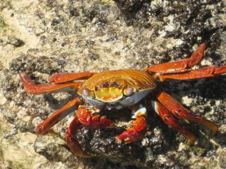 galapagos-crab.JPG