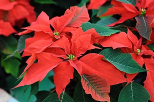 poinsettia1.jpg