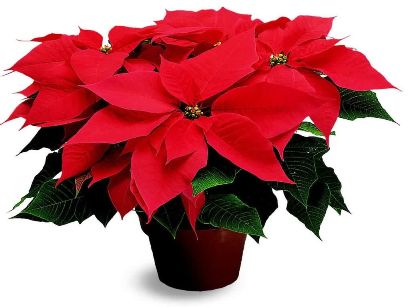 poinsettia2.jpg