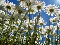 pushing-up-daisies.jpg