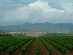 Rioja vineyard