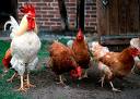rule the roost