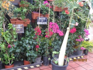 santa-cruz-de-tenerife-prettyflowers-market.jpg