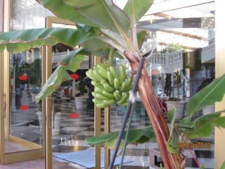 Tenerife-hotel-cleopatra-banana-plant.jpg