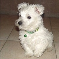 terriers-short-legs.jpg
