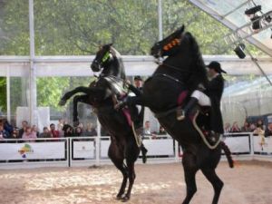 Balearics-Manchester-2horses-small-image.jpg