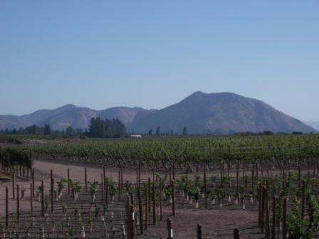 chile-concha-y-toro-extensive-vineyards.JPG