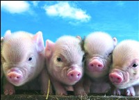 cute-little-pigs.jpg