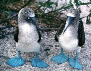 ecuador-galapagos-blue-footed-boobies.jpg