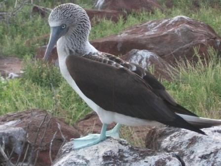 galapagos-blue-footed-boobie1.JPG