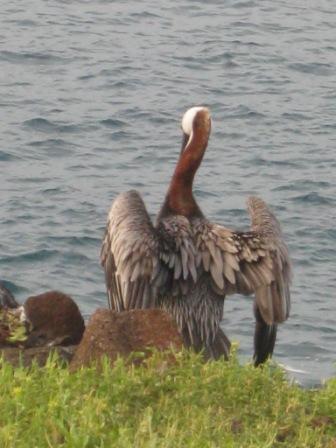 galapagos-heron.JPG