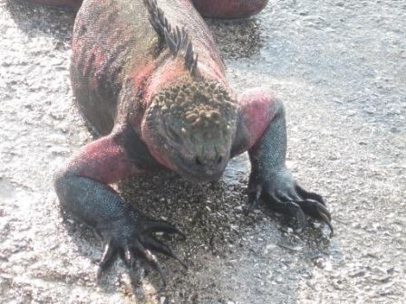 galapagos-sea-iguana-big.JPG