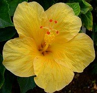 Hibiscus - Puerto de Mog&aacute;n