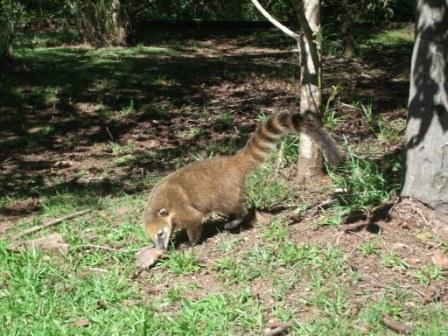 iguazu-coati.JPG