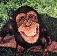 monkey-laughing