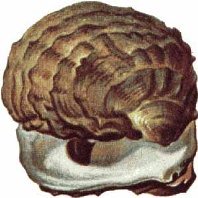 oyster.jpg