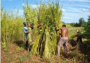 paraguay-agriculture.jpg